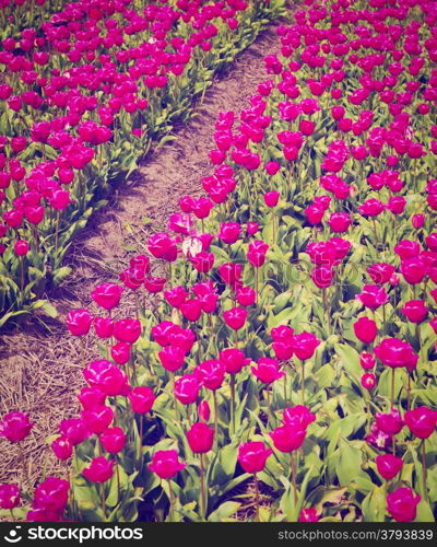 Dutch Tulips in the Field Ready for Harvest, Retro Effect