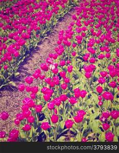 Dutch Tulips in the Field Ready for Harvest, Retro Effect