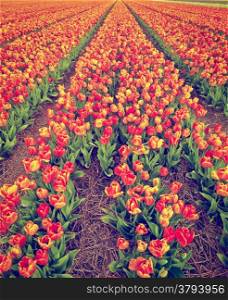 Dutch Tulips in the Field Ready for Harvest, Retro Effect