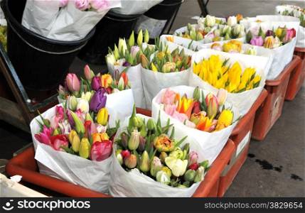 dutch tulips on the market for sale