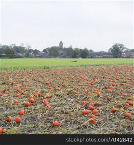 dutch village of Godlinze in the province of groningen behind pumpkin field and meadow in the netherlands