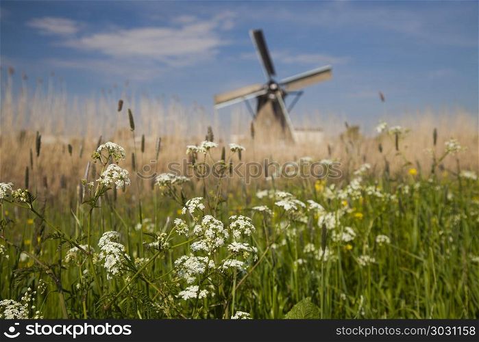 Dutch windmill in Kinderdijk. Old windmill in holland