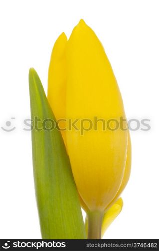 Dutch yellow Tulip isolated in white
