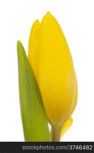 Dutch yellow Tulip isolated in white