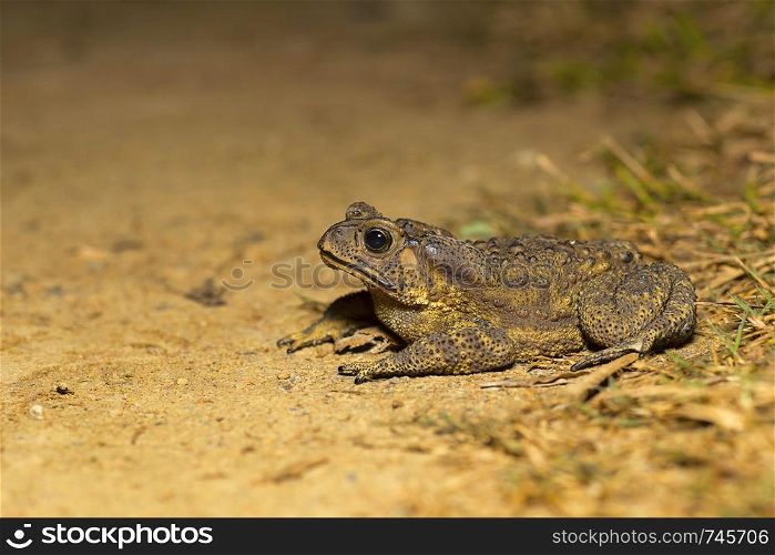 Duttaphrynus sp., Genus of true toads. Sukhai, Nagaland, India