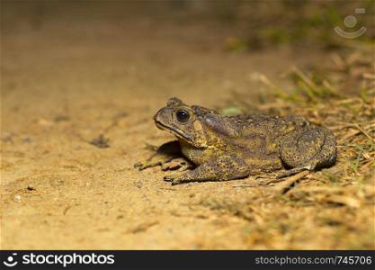 Duttaphrynus sp., Genus of true toads. Sukhai, Nagaland, India