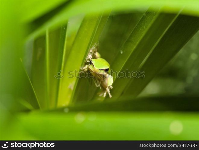 dwarf green tree frog in a bush