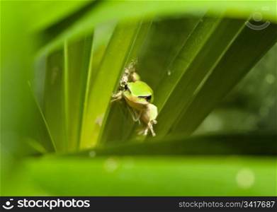 dwarf green tree frog in a bush