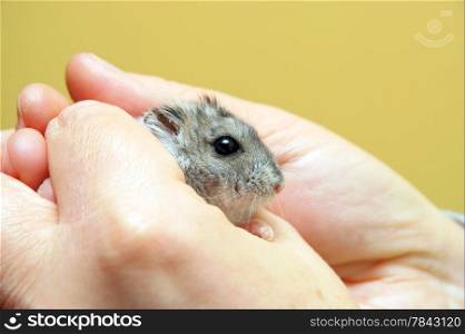 Dwarf hamster feeling safe in caring hands.