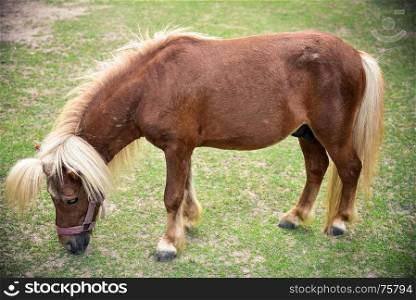 Dwarf horse in a green pasture