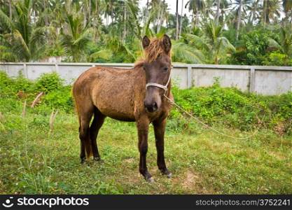Dwarf horse in garden