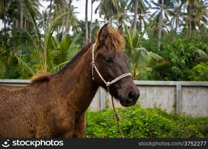 Dwarf horse in garden