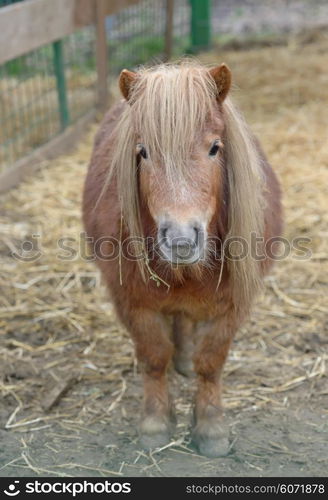 Dwarf Horse pony in stable