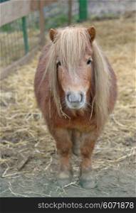 Dwarf Horse pony in stable