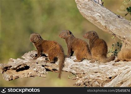 Dwarf mongoose (Helogale parvula) family basking in sunlight, Kruger National Park, South Africa
