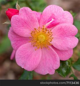 Dwarf rose (Rosa patio), bee-friendly flower of summer