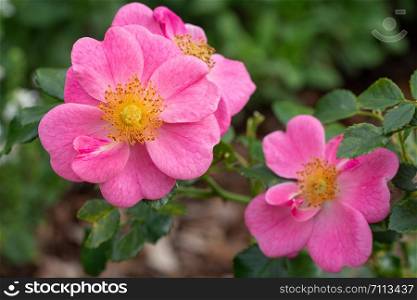 Dwarf rose (Rosa patio), bee-friendly flower of summer
