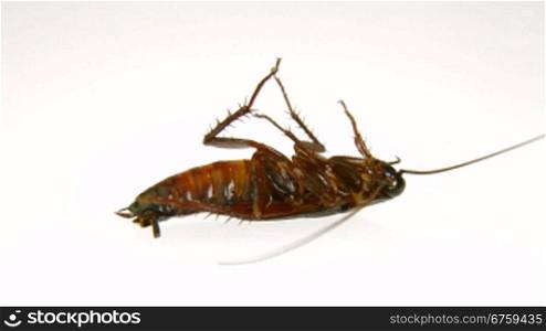 Dying roach under the influence of insecticide