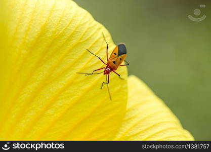 Dysdercus cingulatus is on yellow flowers.