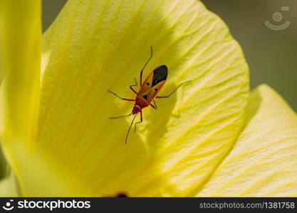 Dysdercus cingulatus is on yellow flowers.