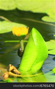 Dytiscidae on the flower of Nuphar lutea. Dytiscidae sits on the flower of yellow Nuphar lutea