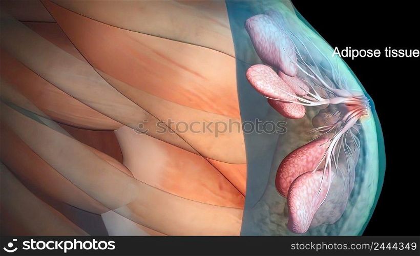 Each lobe has many smaller structures called lobules. These end in dozens of tiny bulbs that can produce milk. 3d illustration. Anatomy of the female breast
