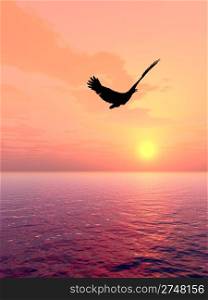 Eagle above oceans in beams red sunset
