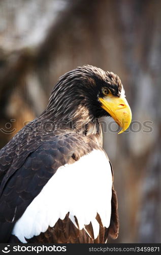 eagle close up portrait