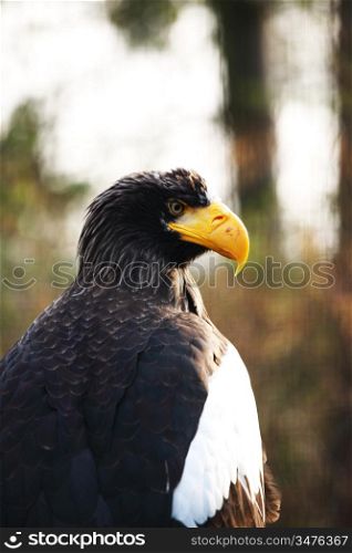 eagle close up portrait
