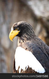 eagle close up portrait