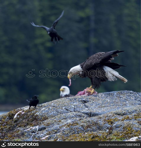 Eagle feeding, Skeena-Queen Charlotte Regional District, Haida Gwaii, Graham Island, British Columbia, Canada