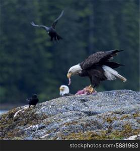 Eagle feeding, Skeena-Queen Charlotte Regional District, Haida Gwaii, Graham Island, British Columbia, Canada