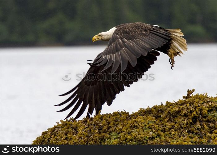 Eagle flying at coast, Skeena-Queen Charlotte Regional District, Haida Gwaii, Graham Island, British Columbia, Canada