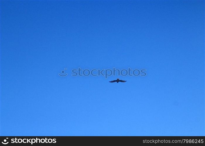 eagle flying in the blue sky. eagle flying high in the blue sky