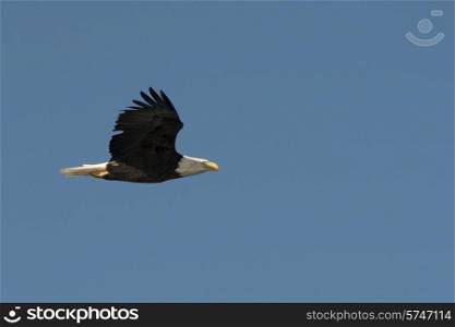 Eagle flying in the sky, Lake of The Woods, Ontario, Canada