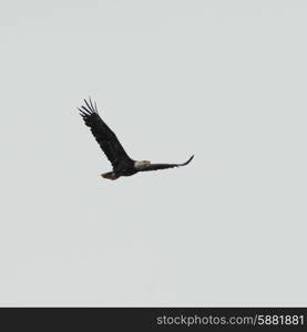 Eagle flying in the sky, Skeena-Queen Charlotte Regional District, Haida Gwaii, Graham Island, British Columbia, Canada