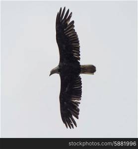Eagle flying in the sky, Skeena-Queen Charlotte Regional District, Haida Gwaii, Graham Island, British Columbia, Canada