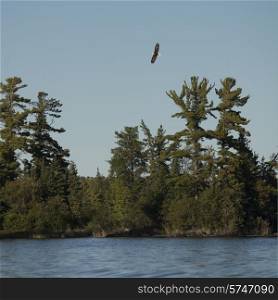 Eagle flying over trees at the lakeside, Lake of The Woods, Ontario, Canada