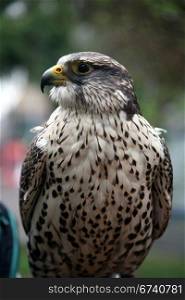 Eagle hawk