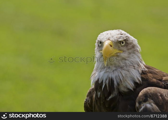 Eagle head