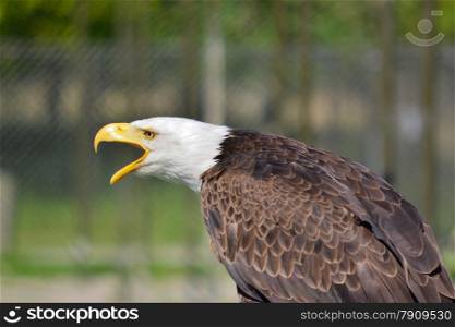eagle head in bright sunlight