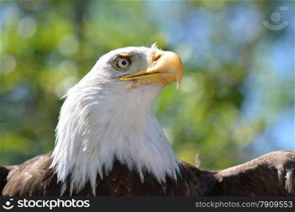 eagle head in bright sunlight