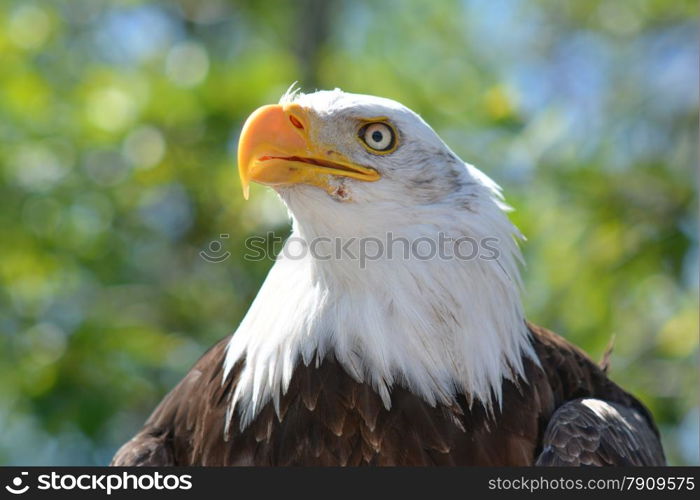 eagle head in bright sunlight