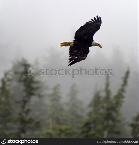 Eagle in flight, Skeena-Queen Charlotte Regional District, Haida Gwaii, Graham Island, British Columbia, Canada