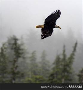 Eagle in flight, Skeena-Queen Charlotte Regional District, Haida Gwaii, Graham Island, British Columbia, Canada