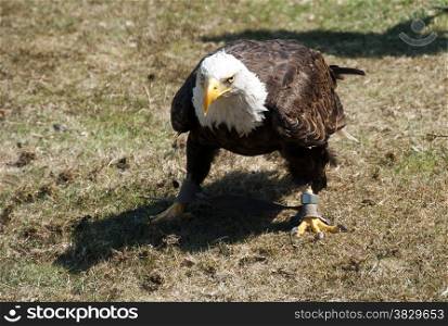eagle in hunting alert position