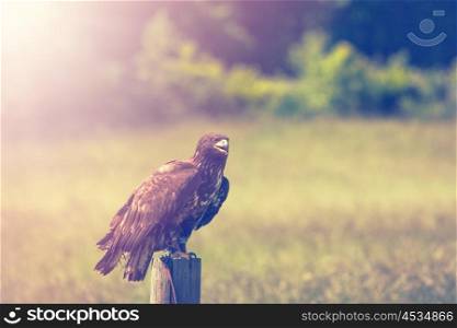 Eagle on a meadow in the morning sunrise