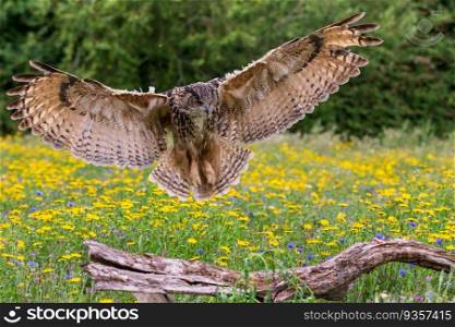 Eagle owl   Bubo bubo  in flight