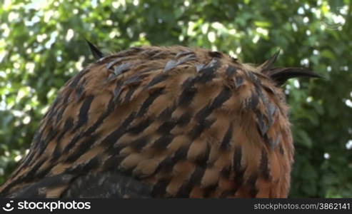 Eagle Owl portrait