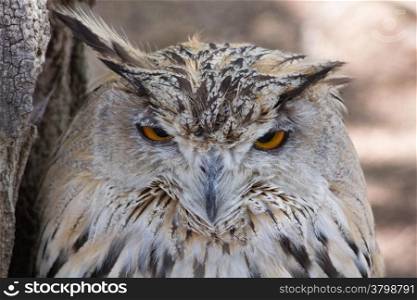 eagle owl resting
